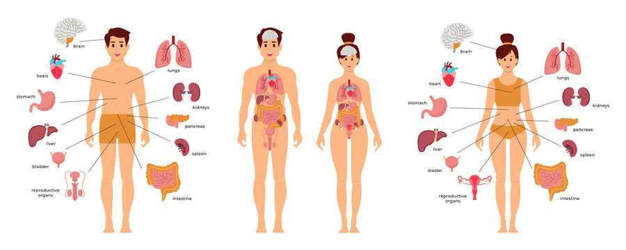 womens parts diagram