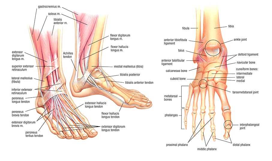 parts of the bottom of the foot diagram