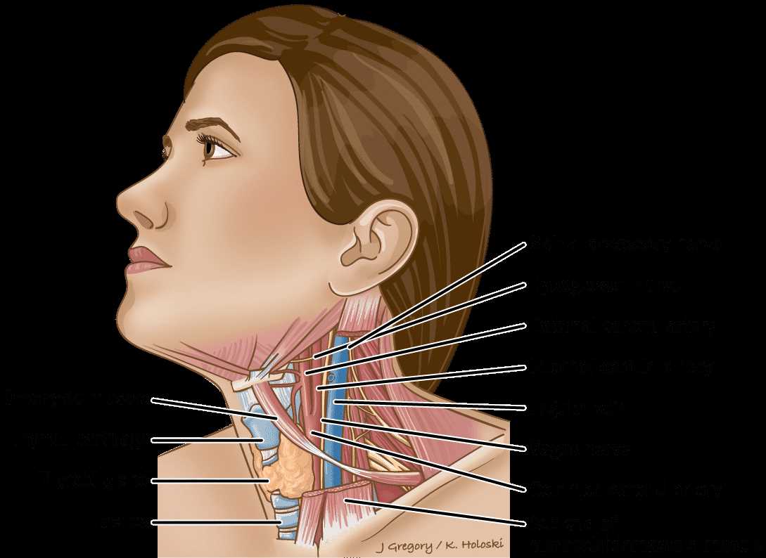 parts of the throat and neck diagram