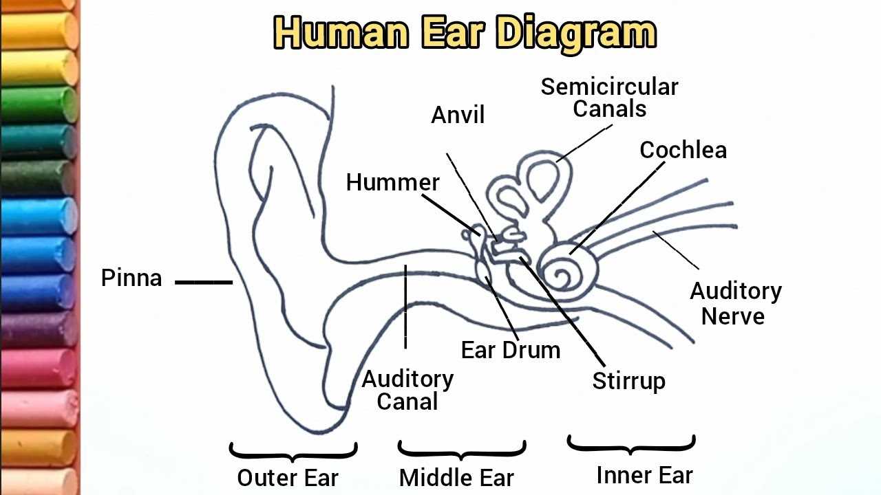 parts of an ear diagram