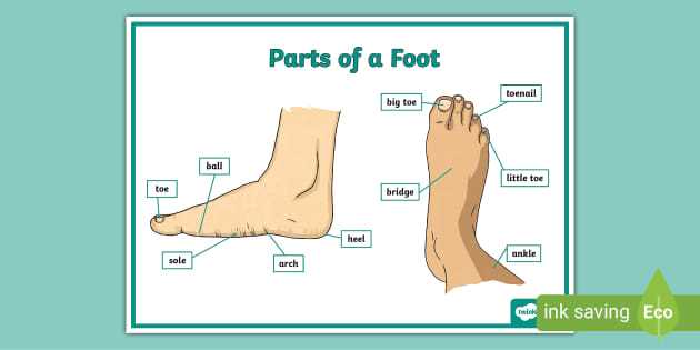 parts of the foot diagram