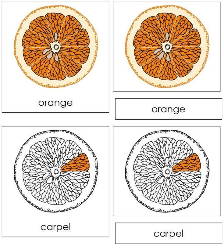 parts of an orange diagram