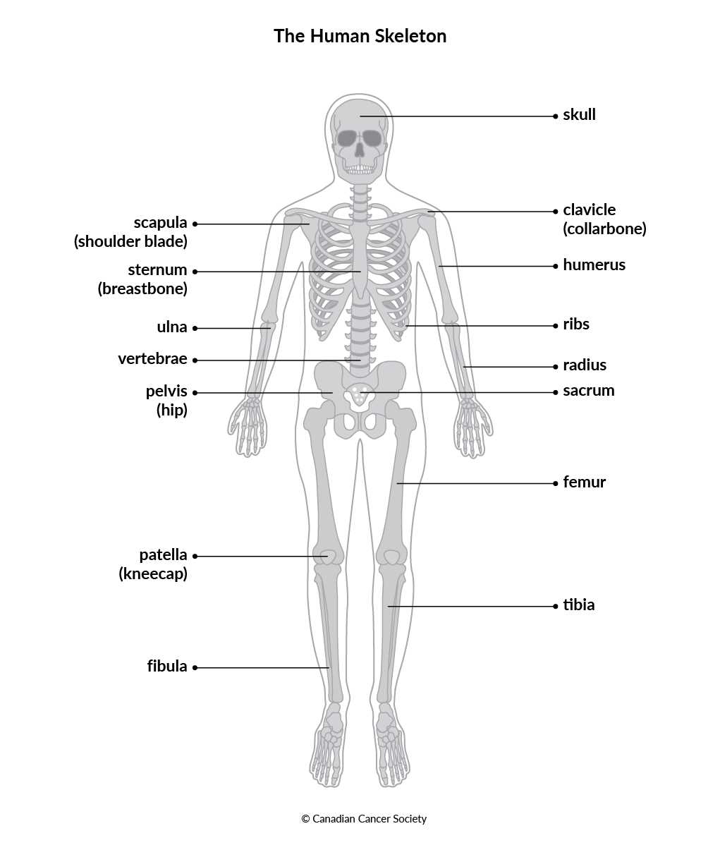 parts of long bone diagram