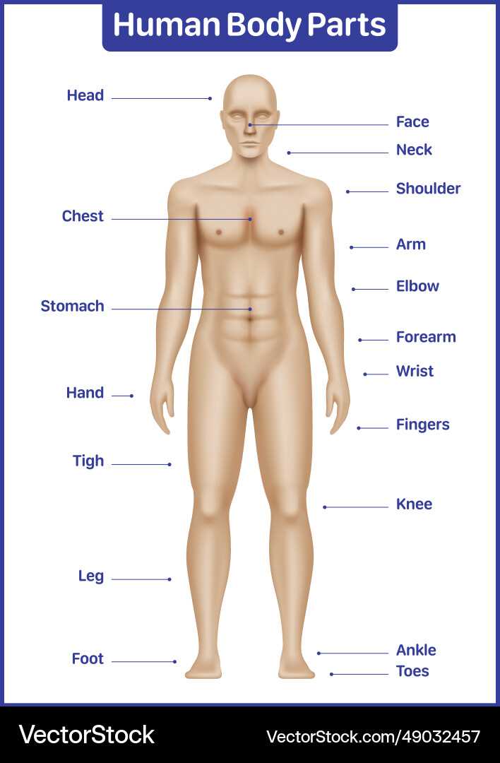 parts of human body diagram