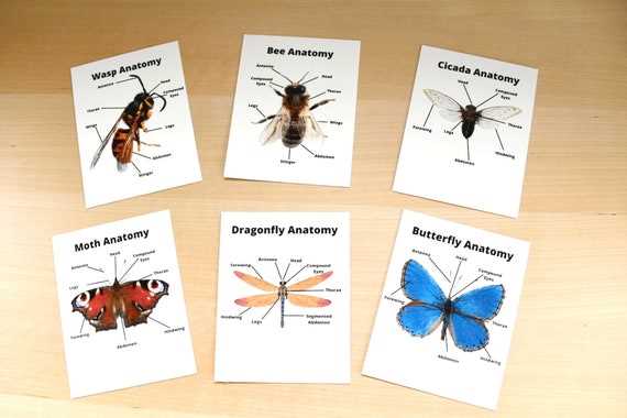 parts of an insect diagram