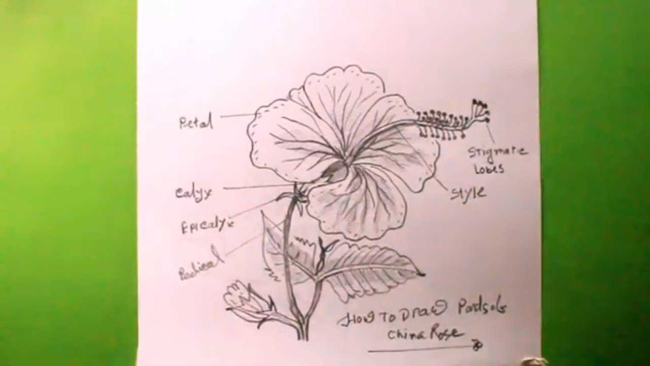 parts of rose flower diagram