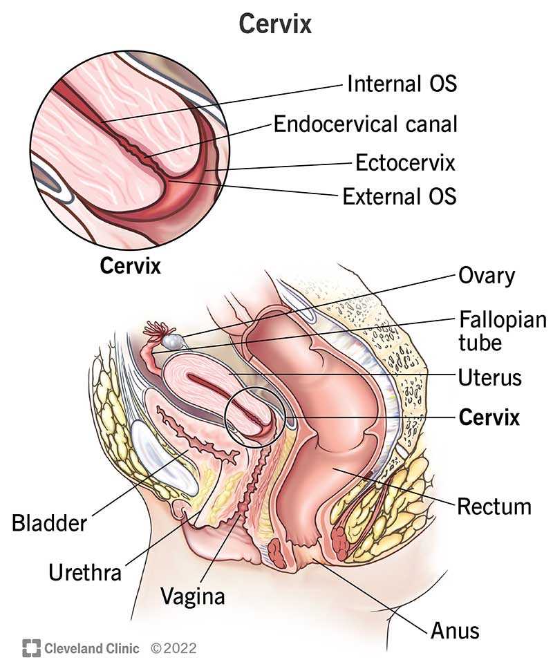 parts of uterus diagram