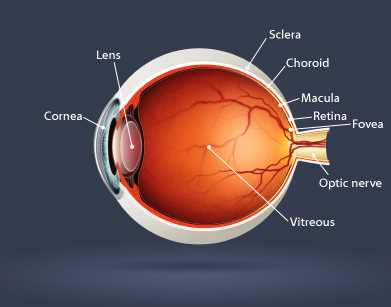 parts of eye with diagram