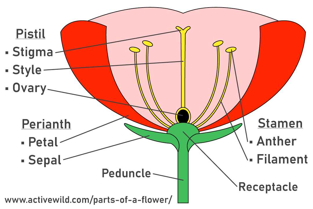 parts of flower with diagram