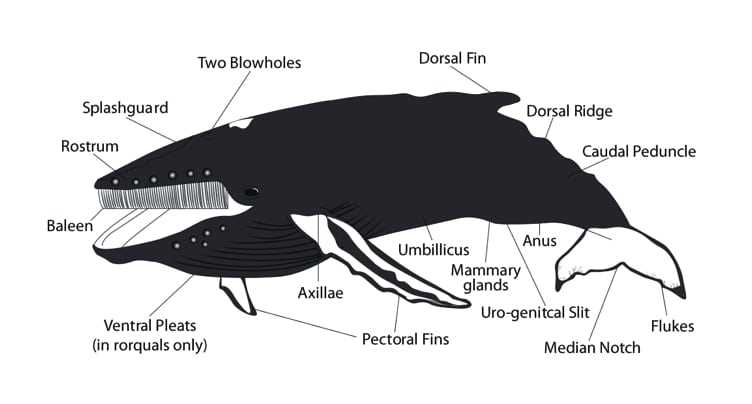 parts of a whale diagram