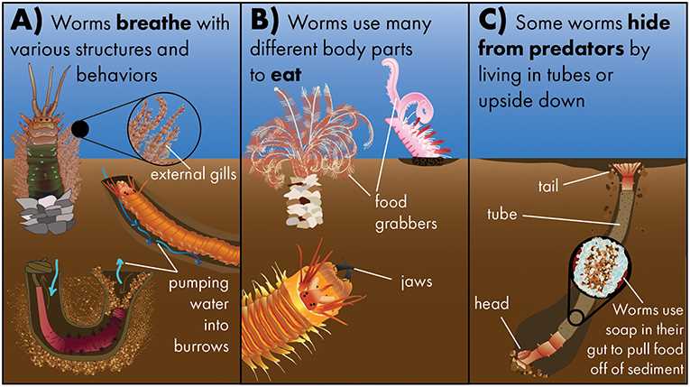 parts of a worm diagram