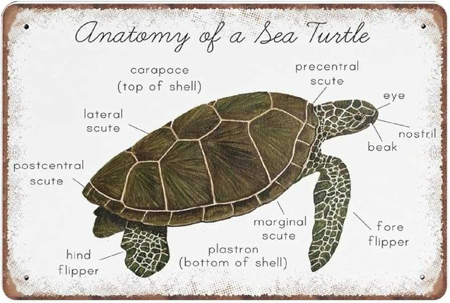 turtle body parts diagram