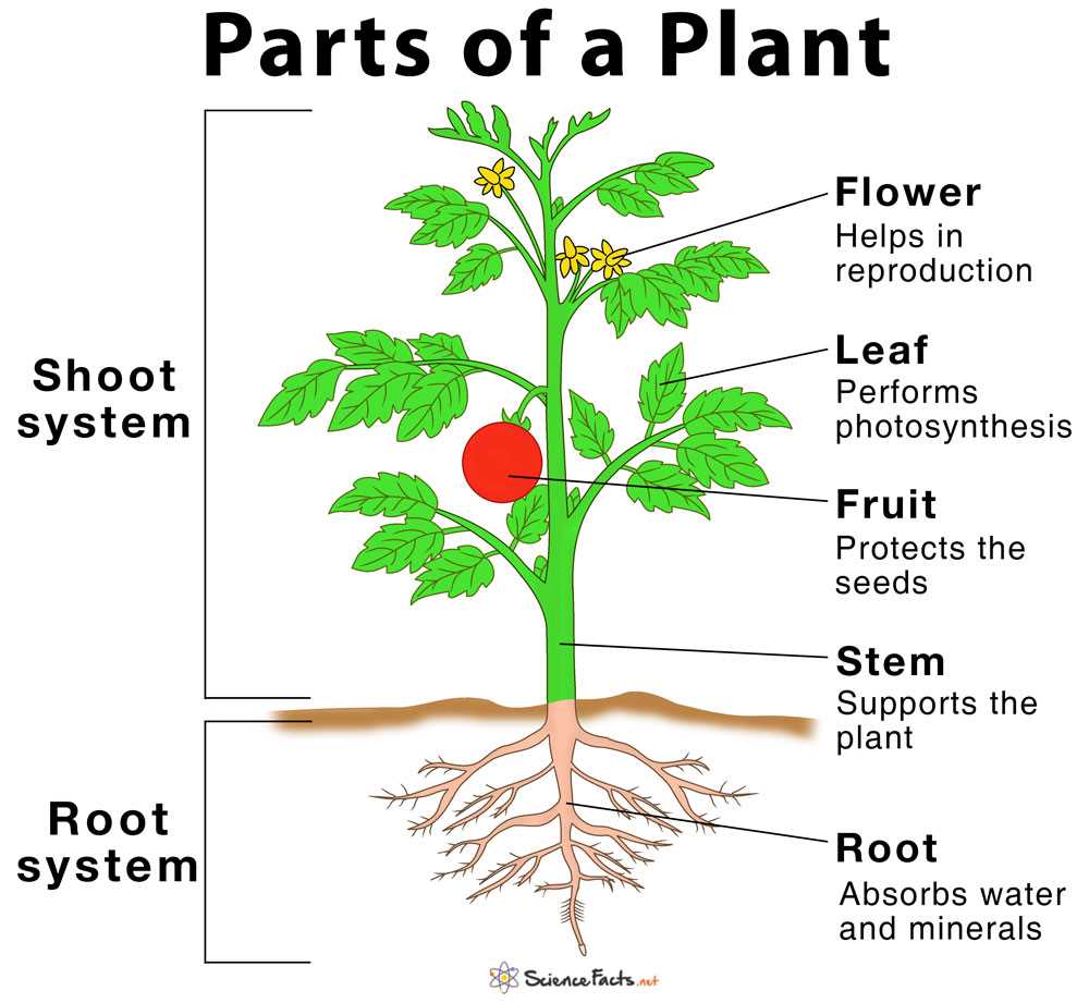 parts of a seed diagram