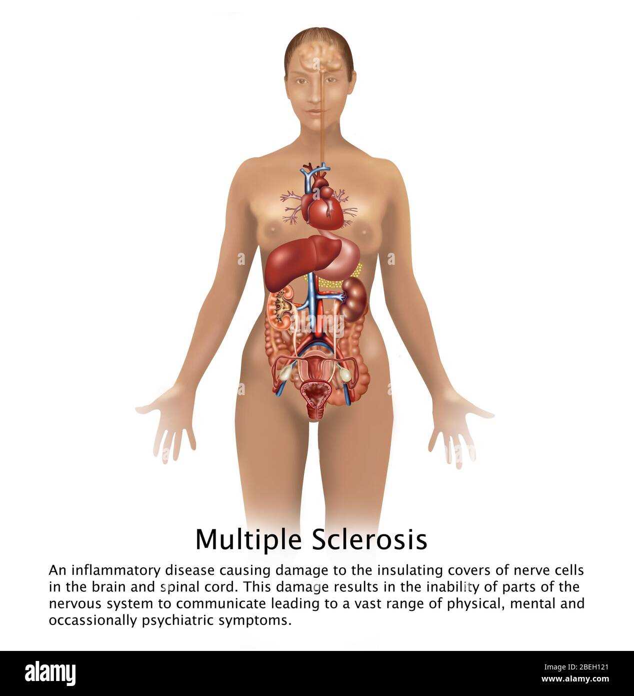 womens parts diagram