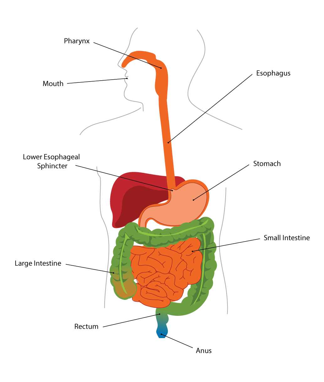 parts of a stomach diagram