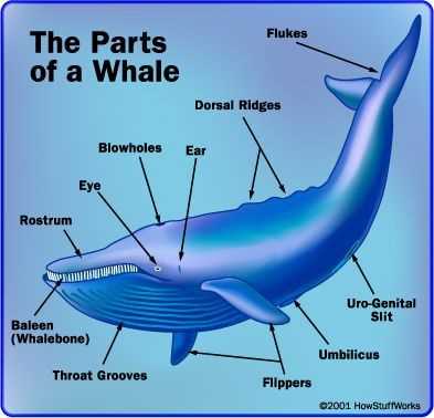 parts of a whale diagram