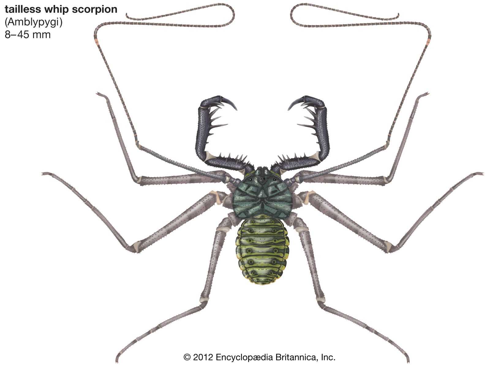 scorpion body parts diagram