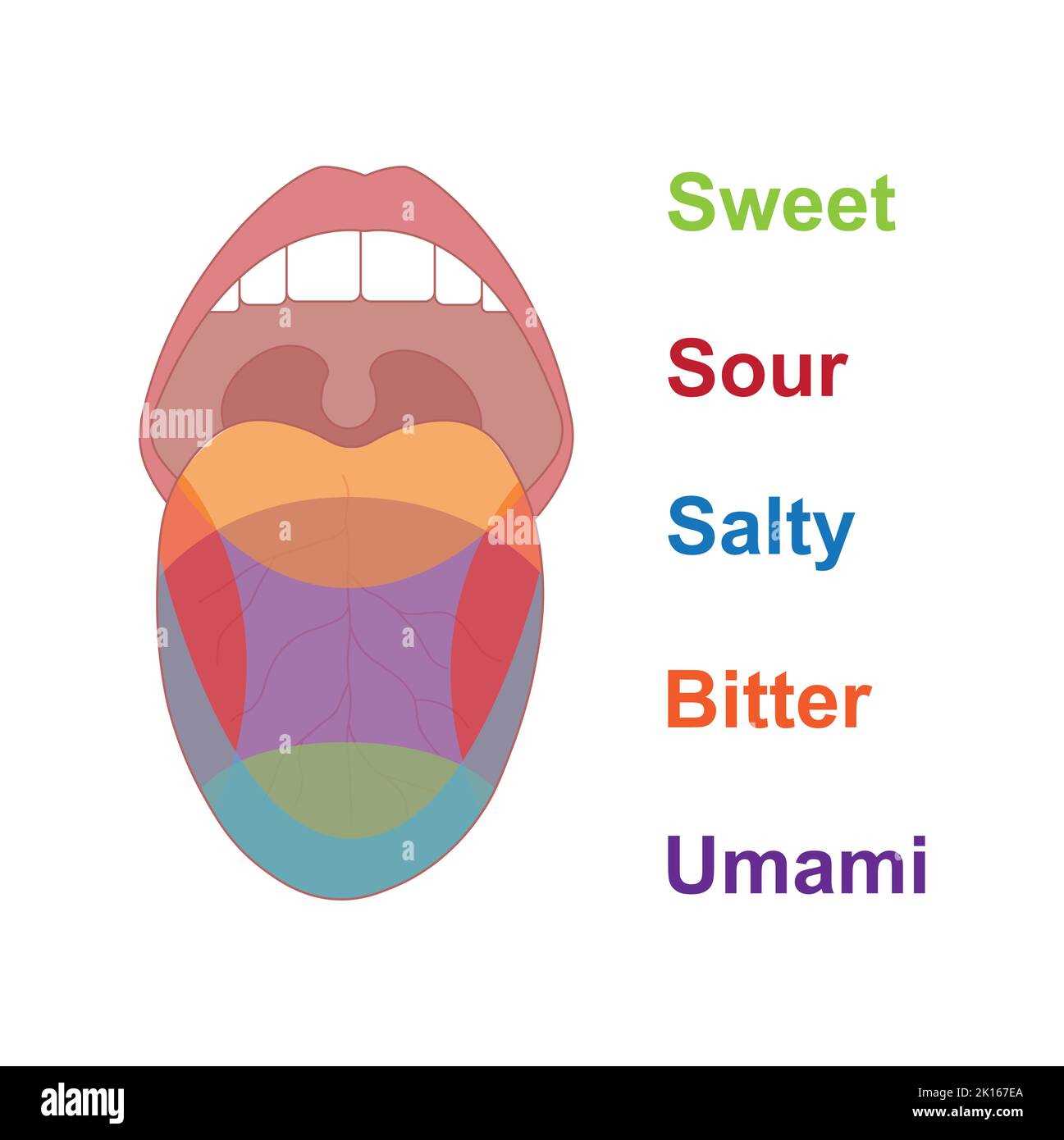 tongue taste parts diagram