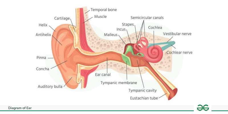 parts of the ear diagram