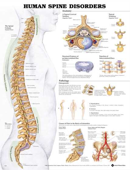 spine parts diagram