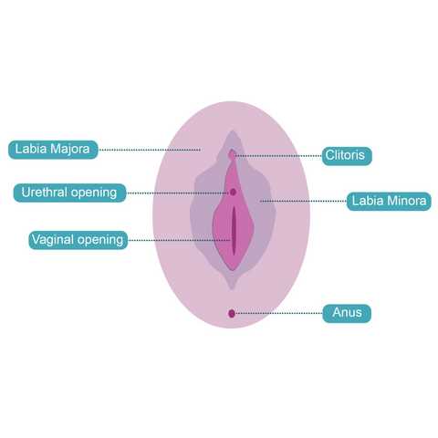 parts of vulva diagram