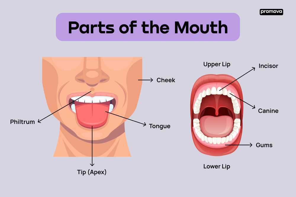 parts of the mouth and throat diagram