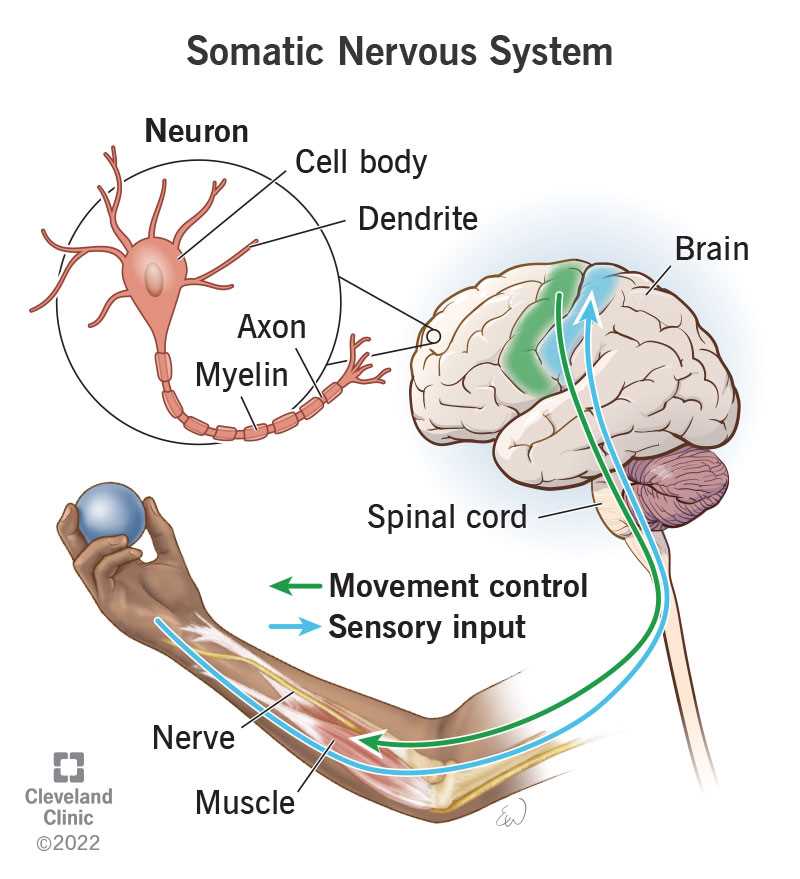 parts of nervous system diagram