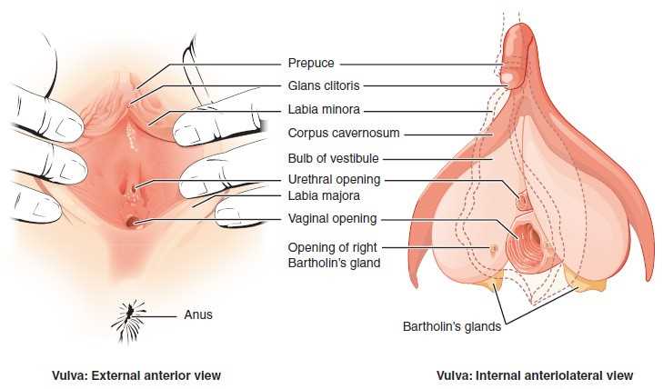 parts of vulva diagram