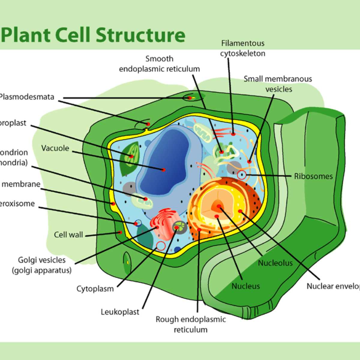 parts of the cell diagram