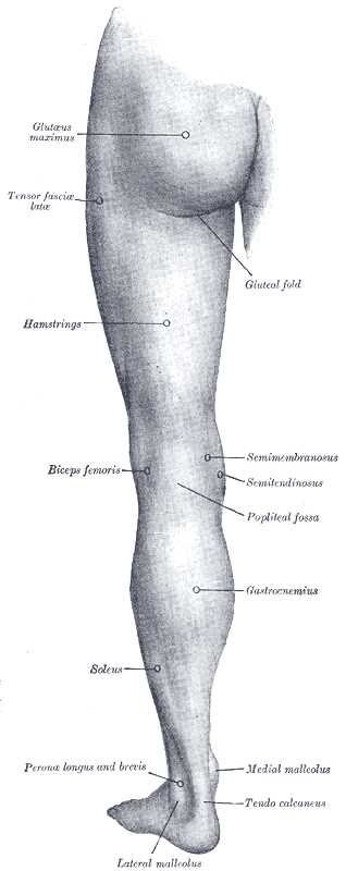 parts of leg diagram