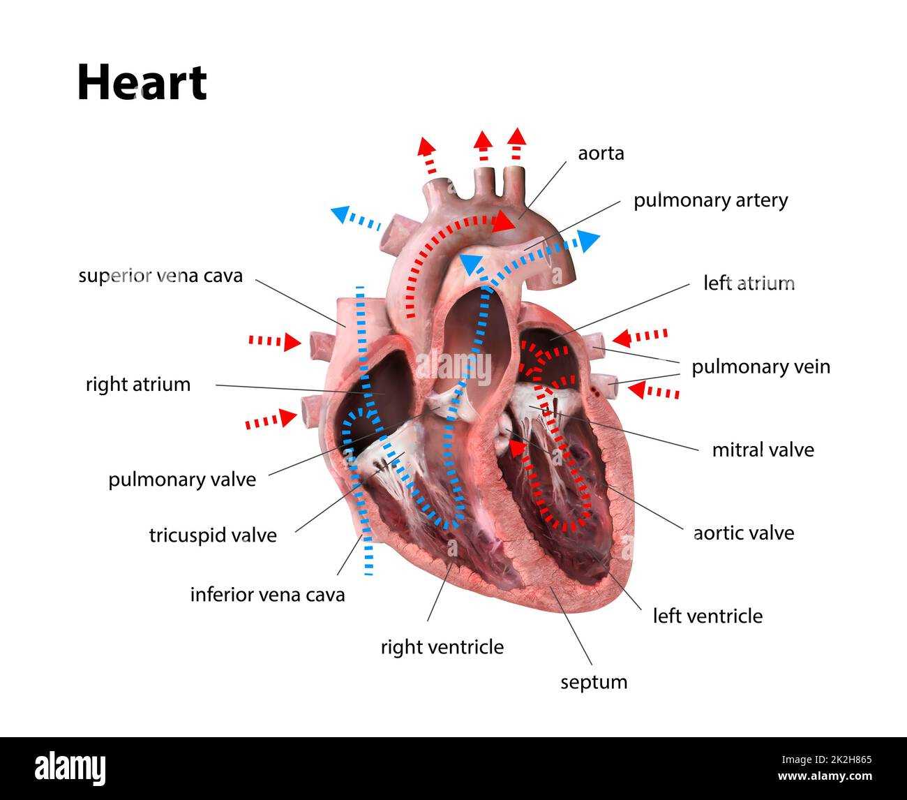 parts of your heart diagram