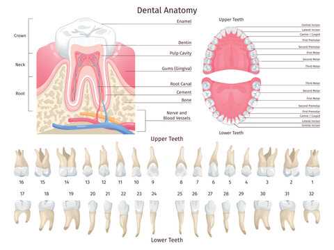 parts of teeth diagram