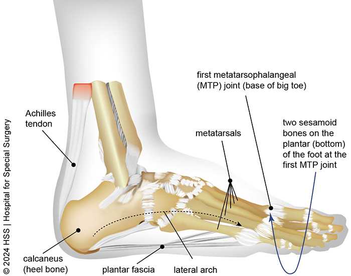 parts of your foot diagram