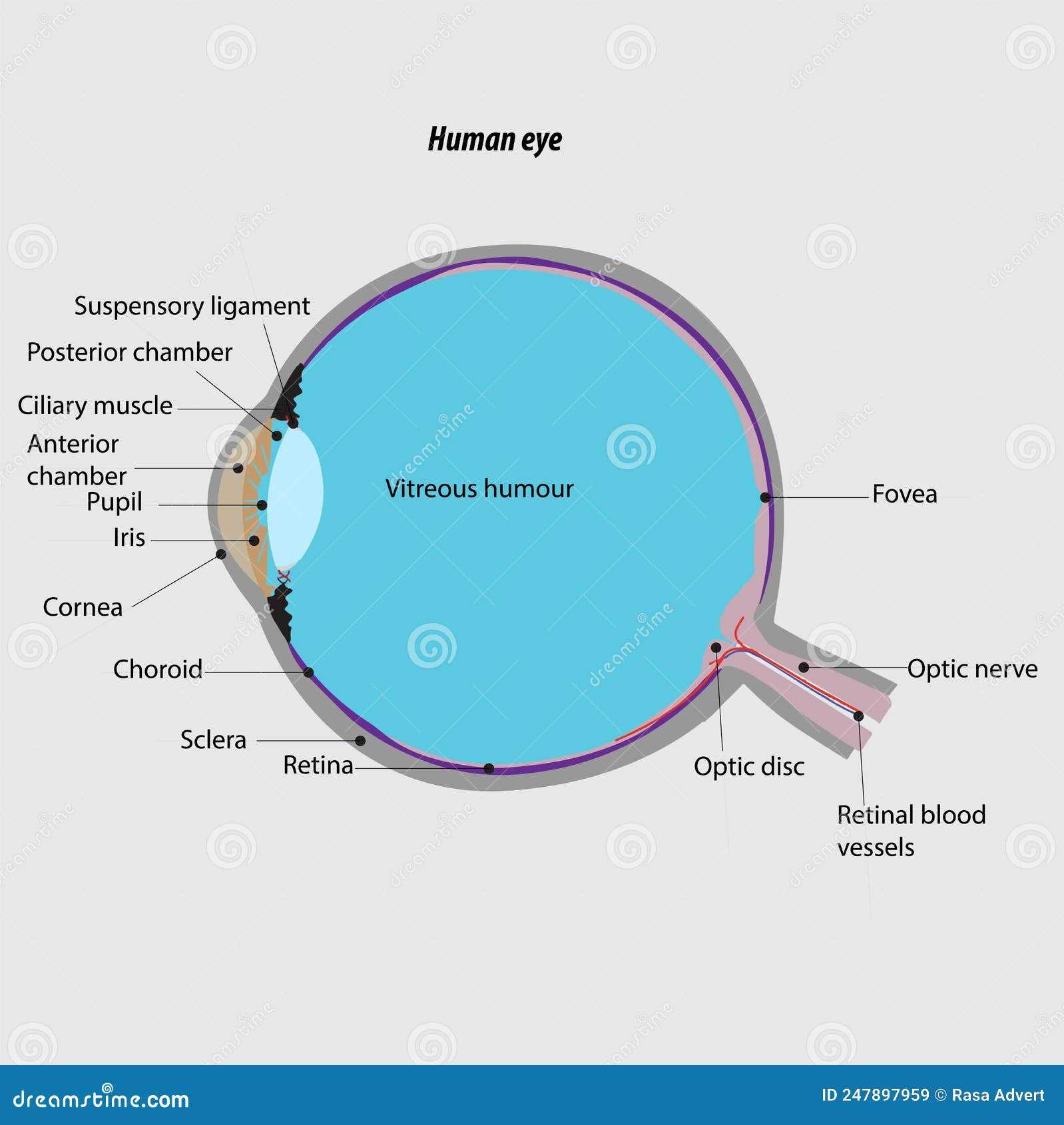 parts of eye diagram