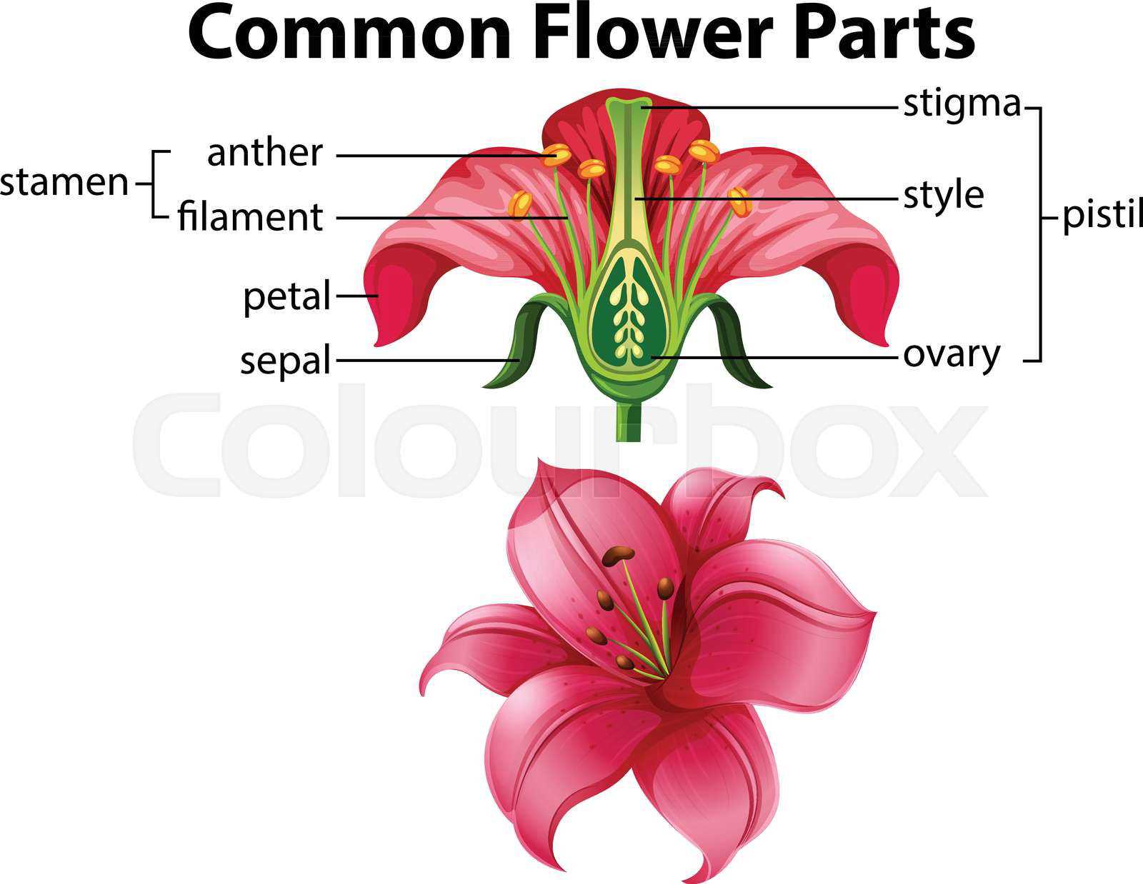 parts of the flower diagram