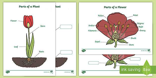 the parts of a flower diagram