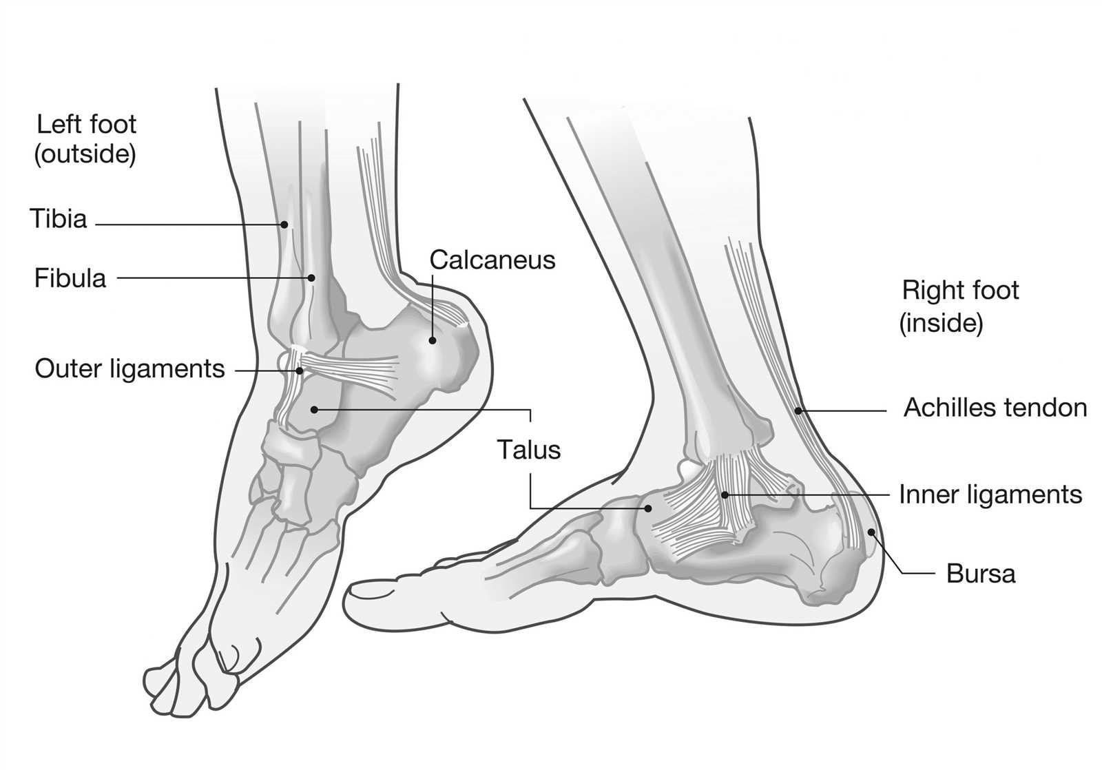 parts of the ankle diagram