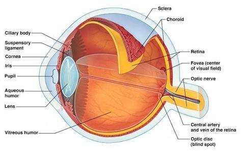 parts of an eyeball diagram