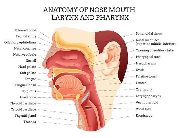 parts of the mouth and throat diagram