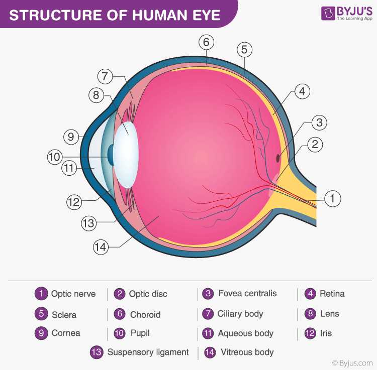 parts of eyeball diagram