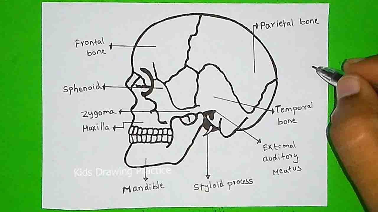 parts of the skull diagram