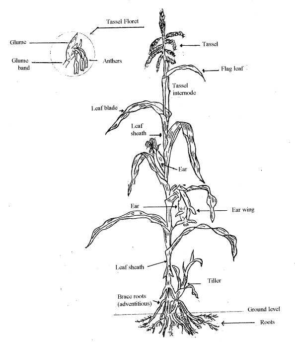 sweet corn parts diagram