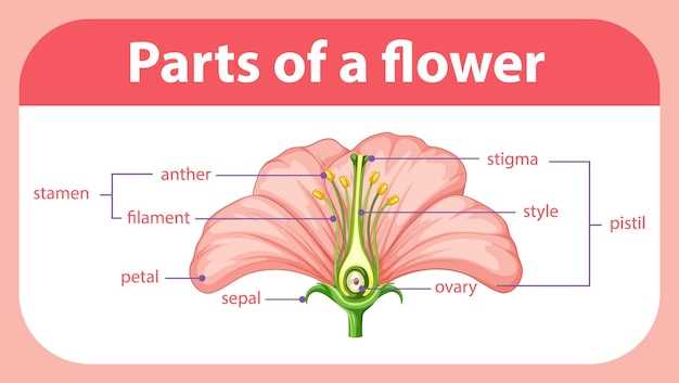 reproductive parts of a flower diagram