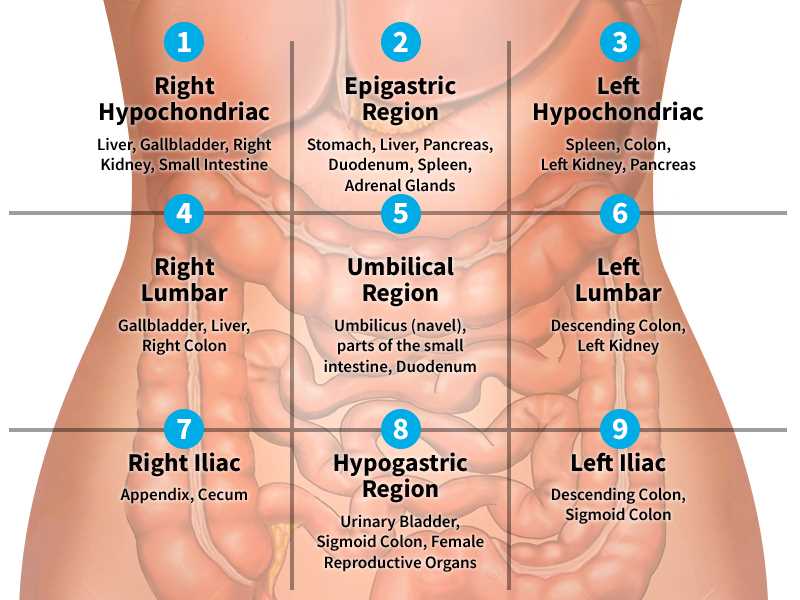 parts of your stomach diagram