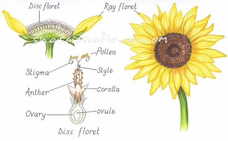 parts of a sunflower diagram