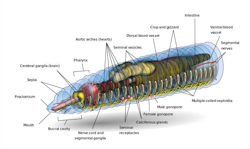 parts of a worm diagram