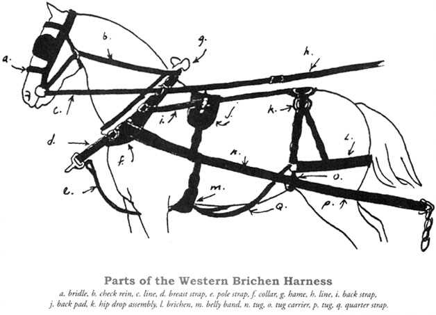 horse drawn wagon parts diagram