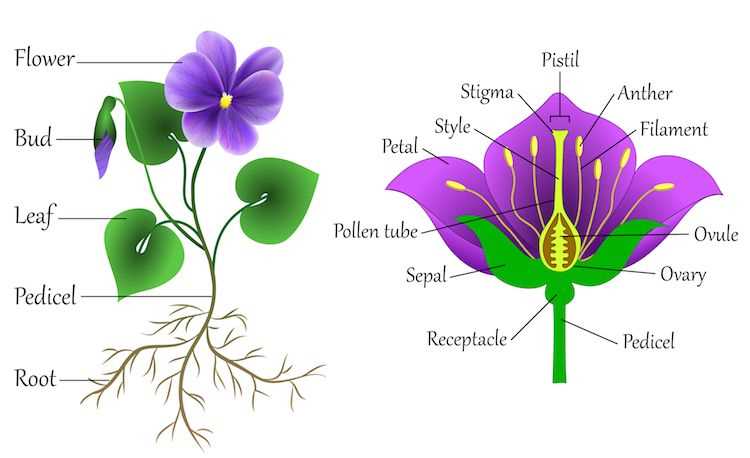 parts of a rose plant diagram