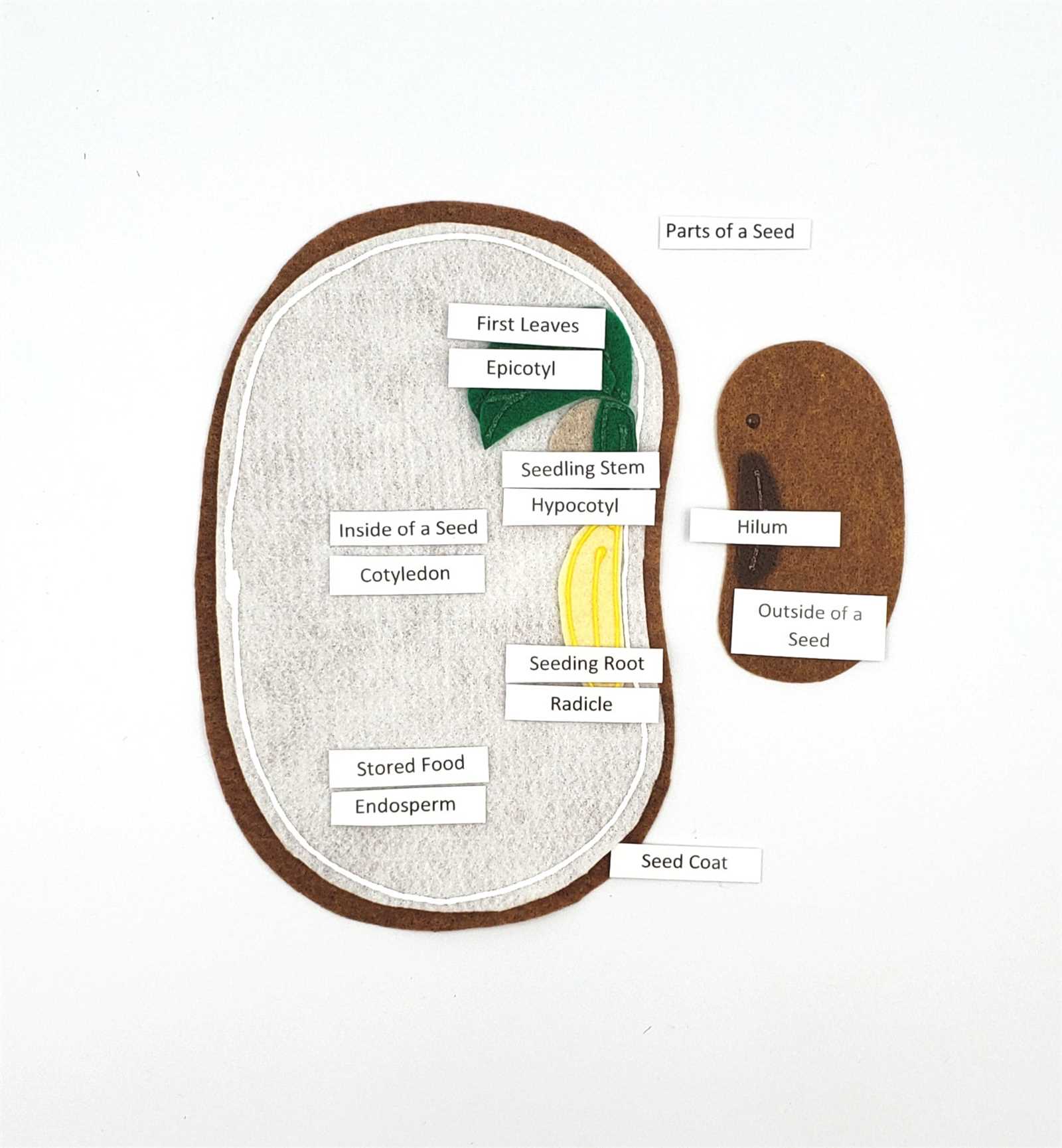 parts of a seed diagram