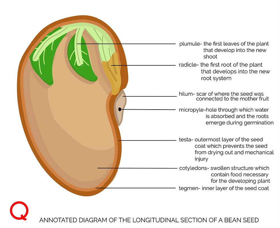 parts of a seed diagram